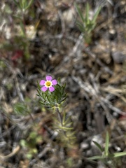 Leptosiphon ciliatus