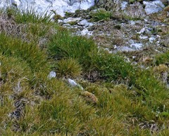 Deschampsia antarctica