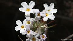 Leptosiphon montanus