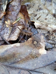 Euhadenoecus puteanus