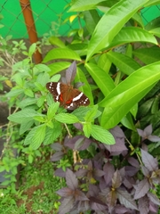 Anartia fatima