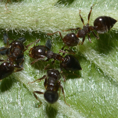 Crematogaster vermiculata