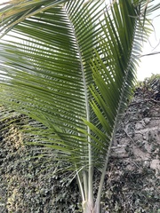 Arecaceae