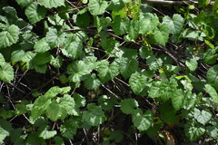 Vitis rotundifolia