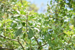 Schinus terebinthifolia