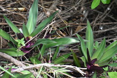 Tradescantia spathacea