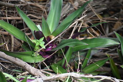 Tradescantia spathacea