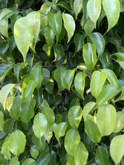 Ficus benjamina