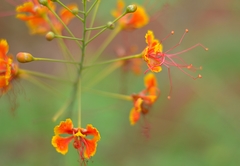 Caesalpinia pulcherrima