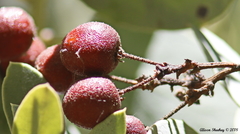 Arctostaphylos viscida mariposa