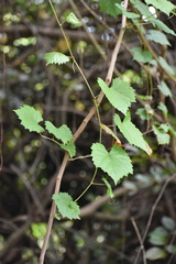 Vitis rotundifolia