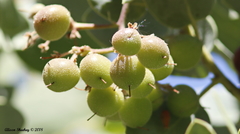 Arctostaphylos viscida mariposa