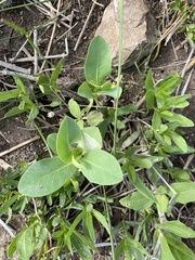 Euphorbia marginata