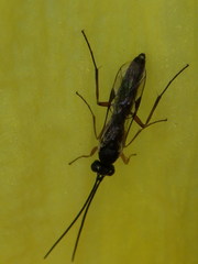 Limneriini