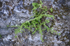 Pilea microphylla image