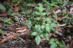 Schinus terebinthifolia