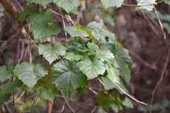 Vitis rotundifolia