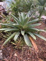 Alcantarea imperialis