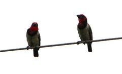 Lybius torquatus torquatus