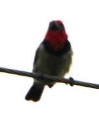 Lybius torquatus torquatus