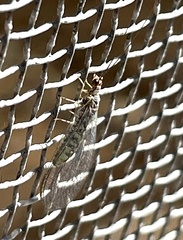 Eremochrysa punctinervis