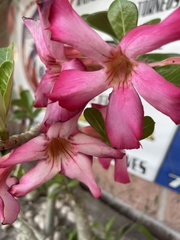 Adenium obesum