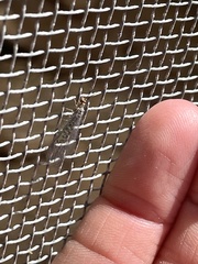 Eremochrysa punctinervis