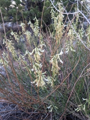 Astragalus lonchocarpus