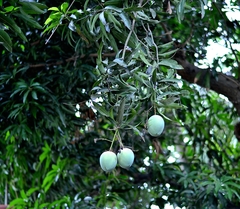 Mangifera indica