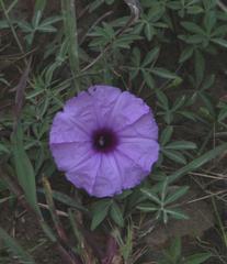 Ipomoea cairica cairica