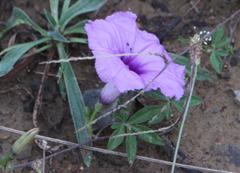 Ipomoea cairica cairica