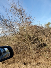 Vachellia campechiana