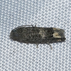 Epiblema minutana