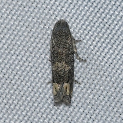 Epiblema minutana