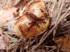 Cortinarius olens