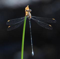 Chlorolestes conspicuus