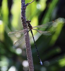 Chlorolestes conspicuus