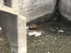 Castor canadensis
