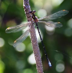 Chlorolestes conspicuus