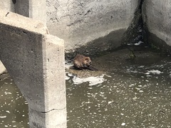 Castor canadensis