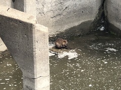 Castor canadensis