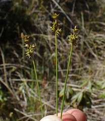 Carex echinata