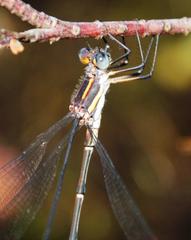 Chlorolestes conspicuus