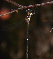 Chlorolestes conspicuus