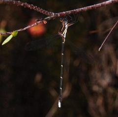 Chlorolestes conspicuus