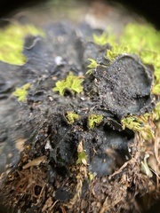 Leptochidium albociliatum