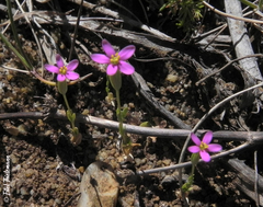 Centaurium cachanlahuen