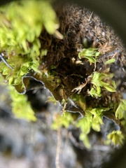 Leptochidium albociliatum