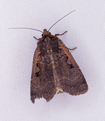 Parabagrotis insularis