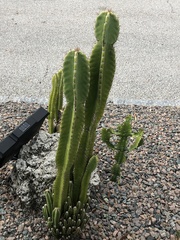 Cereus hexagonus